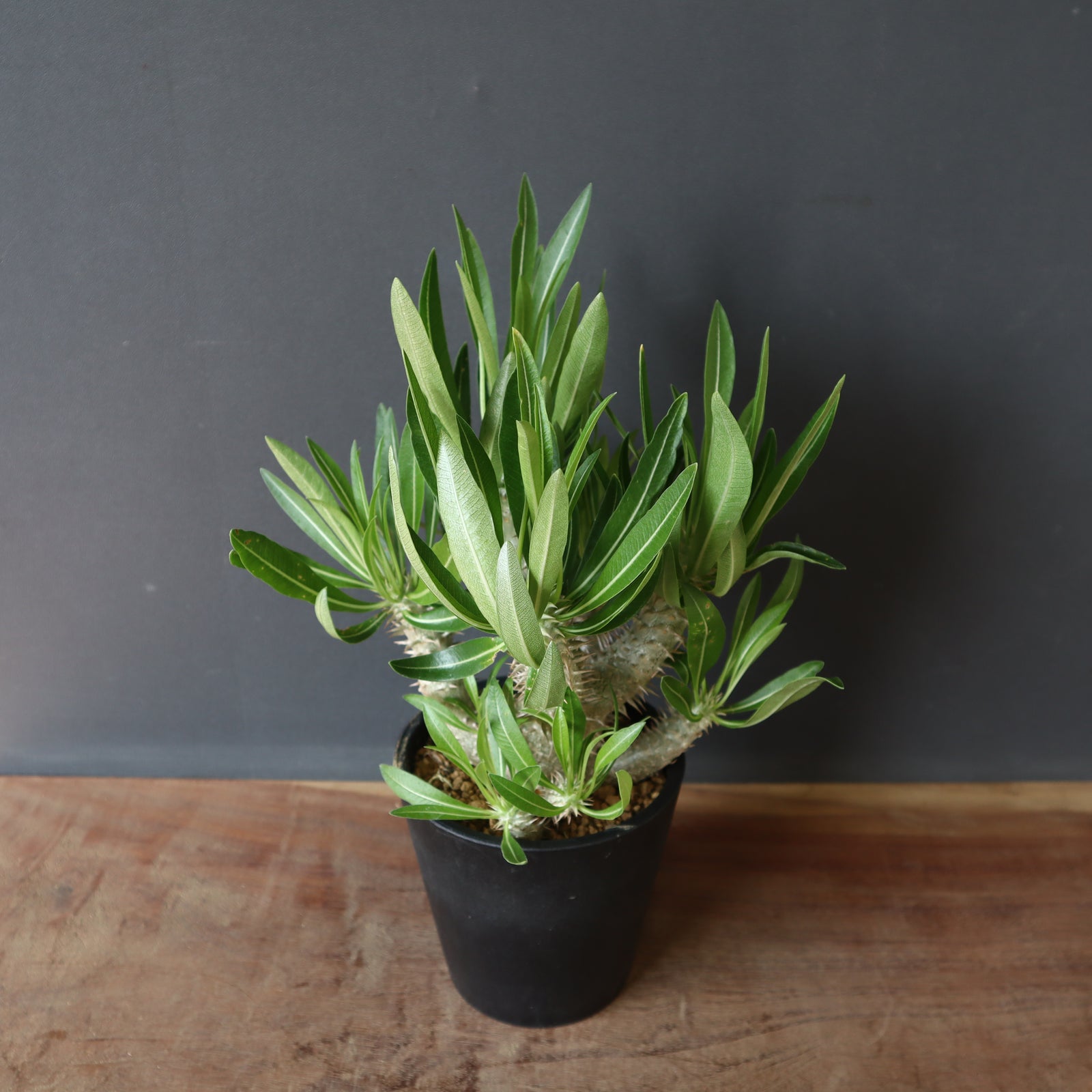 パキポディウム イノピナツム 実生6年株 fit=scale-down,w=1200