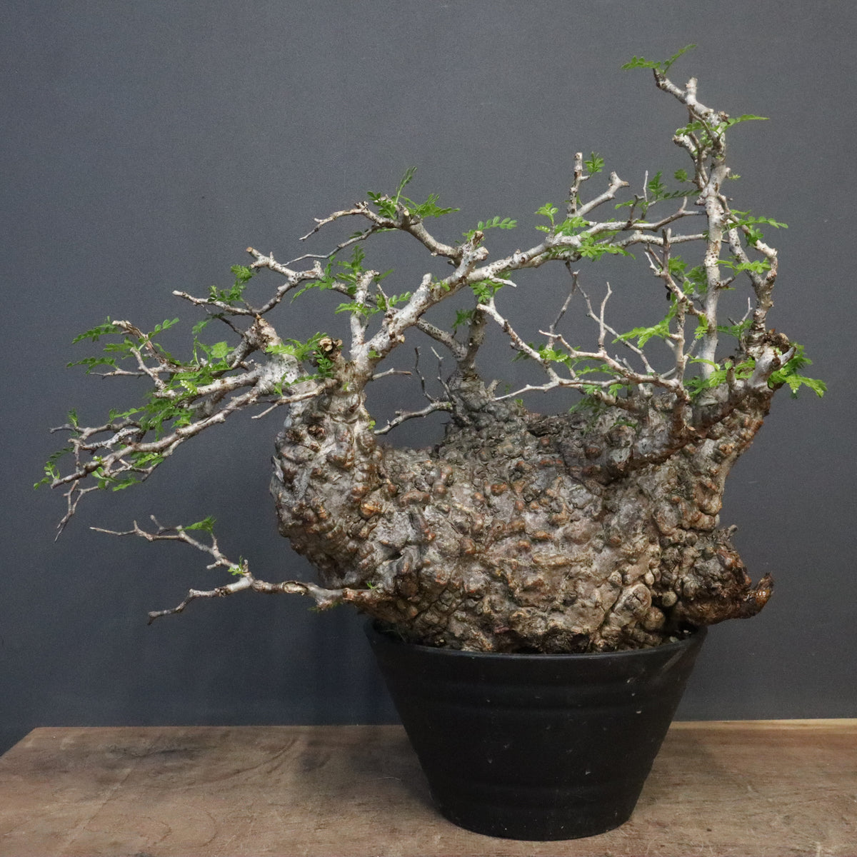 オペルクリカリア・パキプス – TaiShoDo ONLINE SHOP