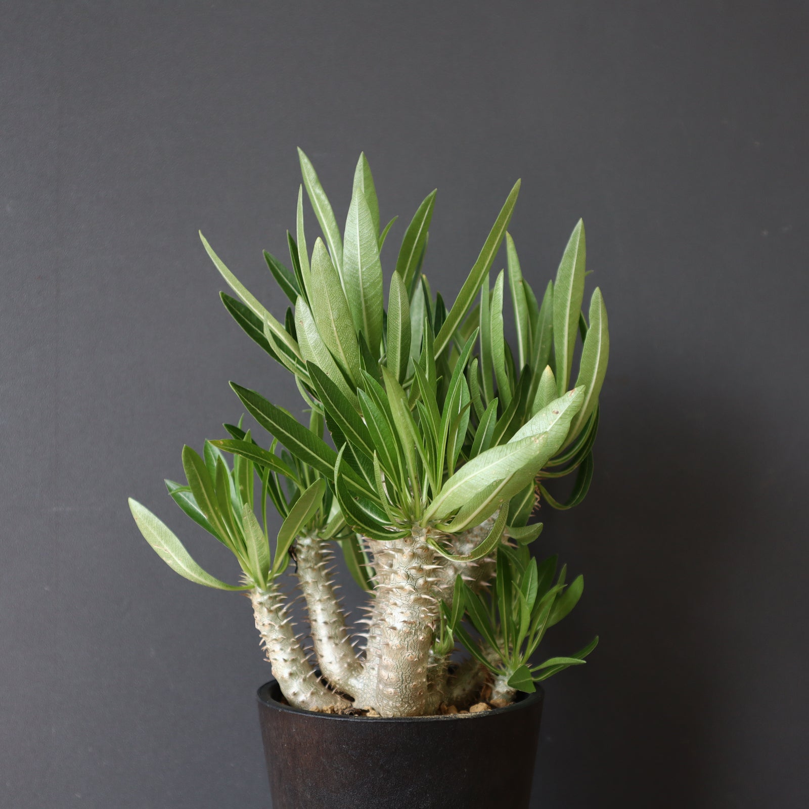 パキポディウム イノピナツム 実生6年株 パキポディウム イノピナツム 実生6年株 パキポディウム イノピナツム