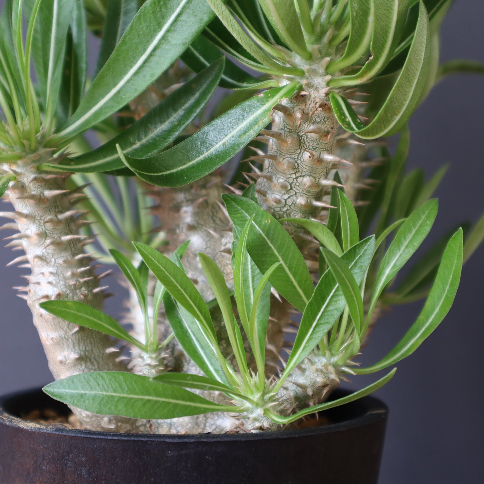 パキポディウム　イノピナツム　実生　コレクション株 パキポディウム イノピナツム（実生） | Collect Base'str