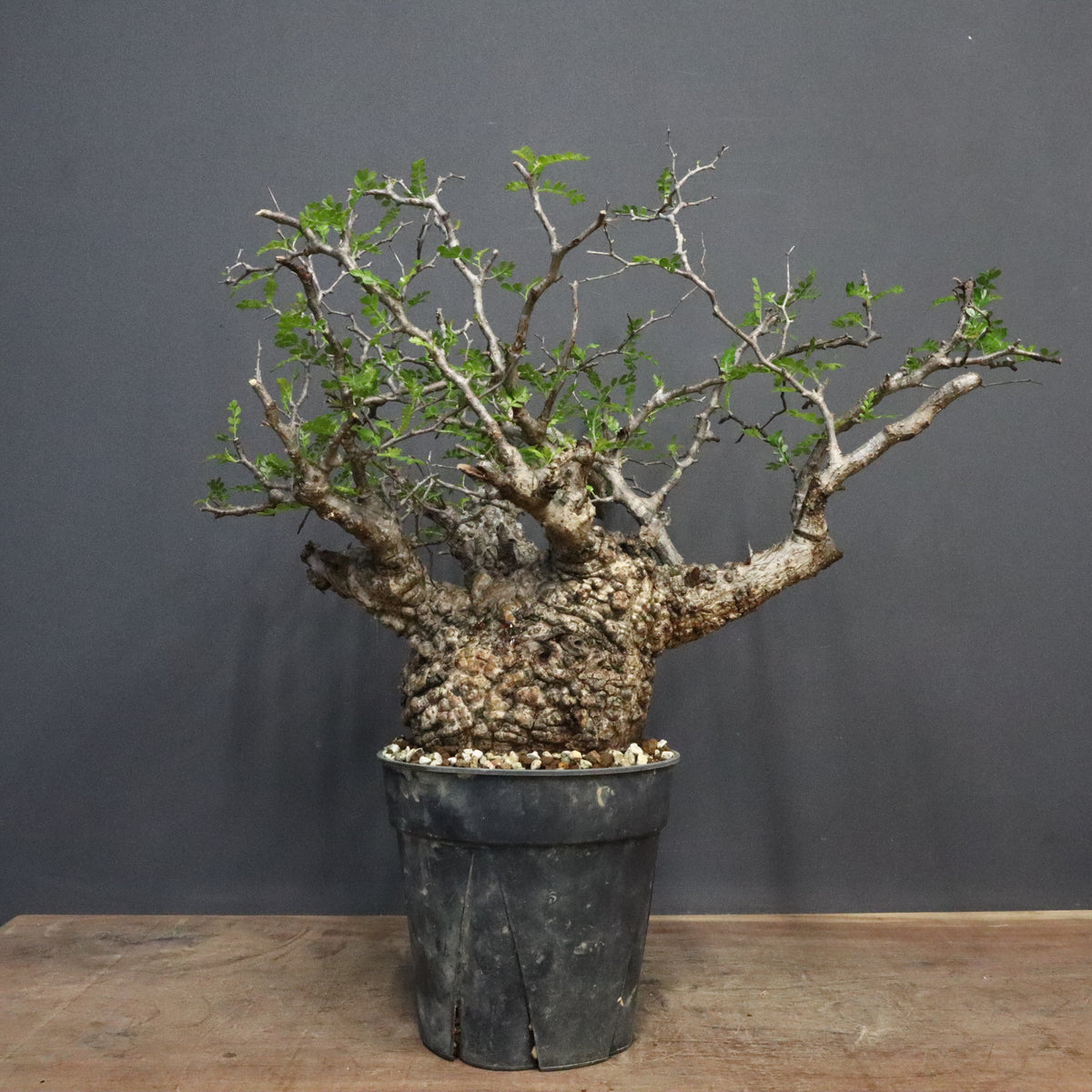 塊根植物 多幹 植物 塊根植物 – TaiShoDo ONLINE SHOP