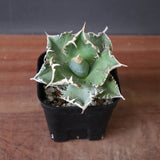 アガベ 白豪刺 20