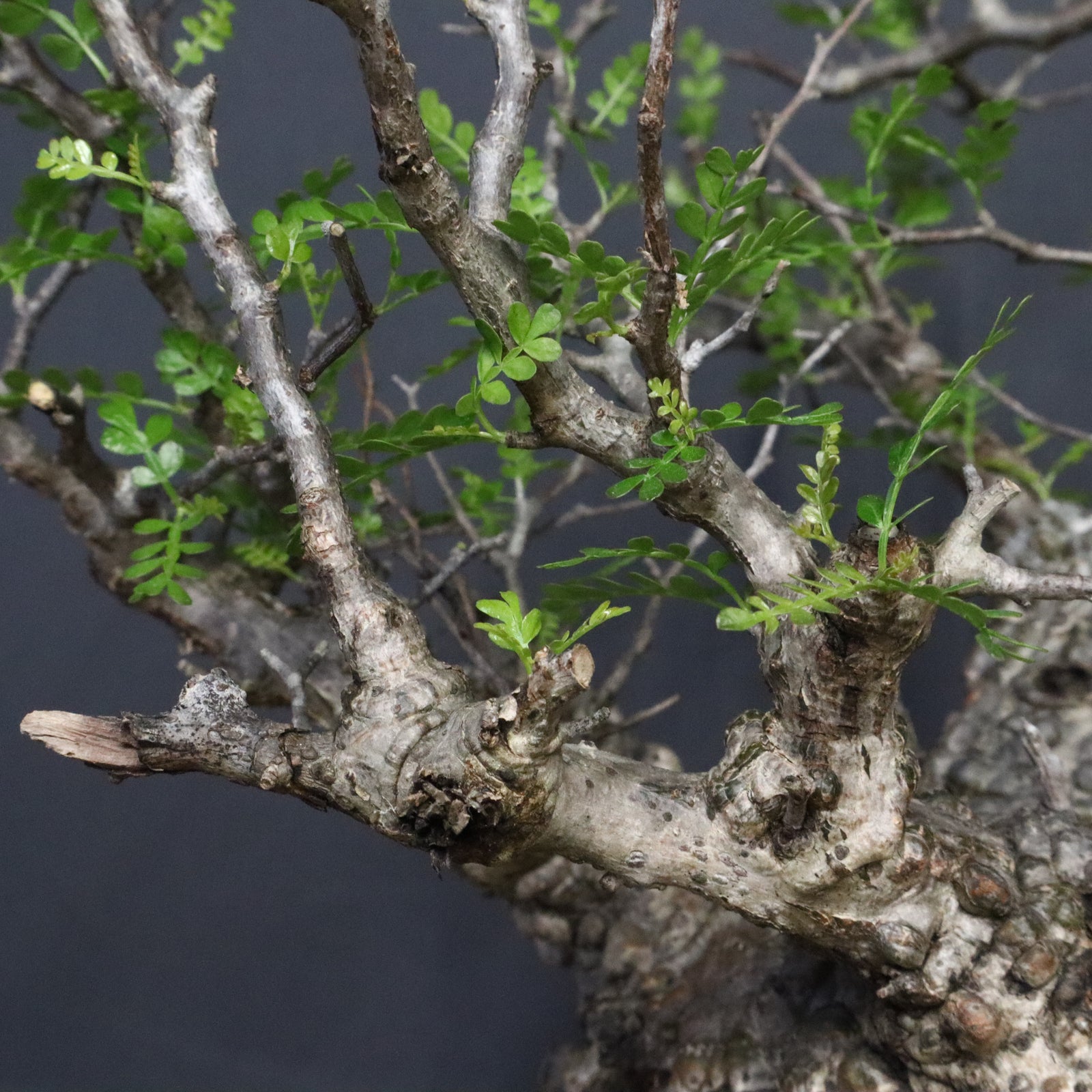 O.パキプス 105 – TaiShoDo ONLINE SHOP