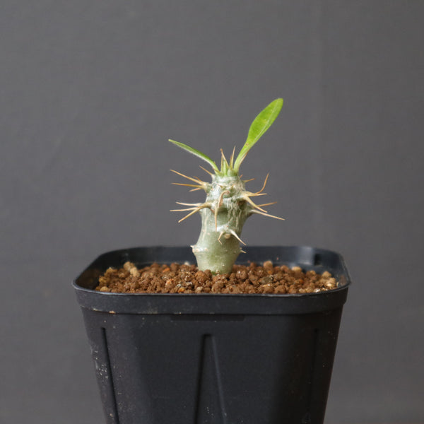 塊根植物 – 30ページ目 – TaiShoDo ONLINE SHOP