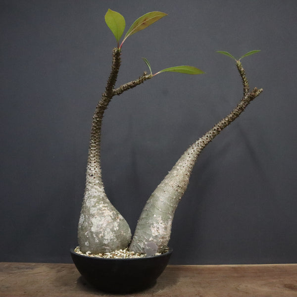 塊根植物 – TaiShoDo ONLINE SHOP