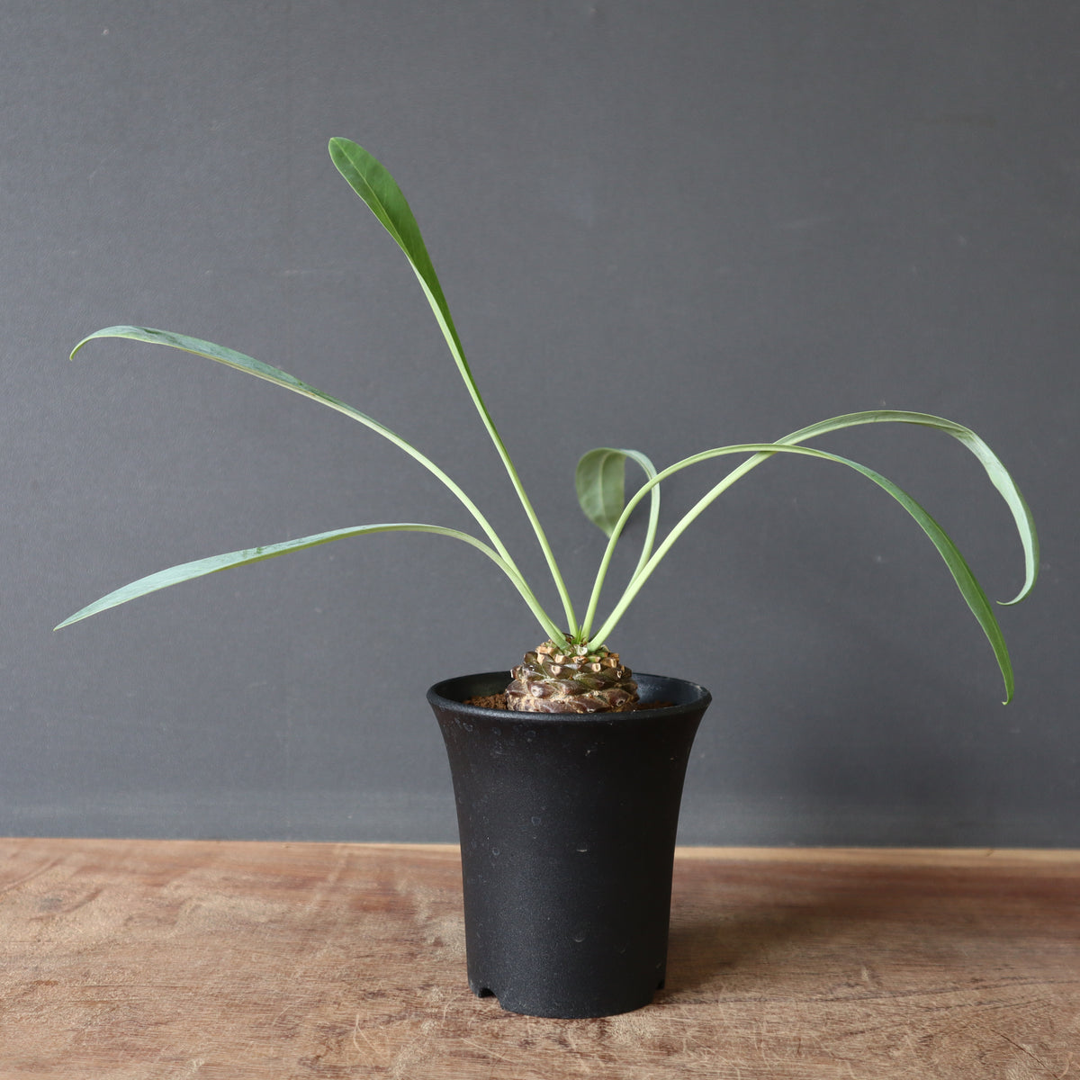 ユーフォルビア – 2ページ目 – TaiShoDo ONLINE SHOP