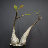 P.バロニー EC1286