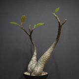 P.バロニー EC1286