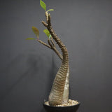 P.バロニー EC1286