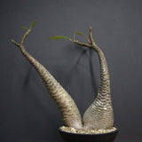 P.バロニー EC1286