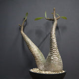 P.バロニー EC1286