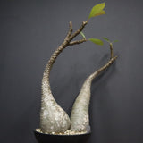 P.バロニー EC1286