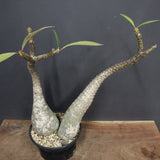 P.バロニー EC1286