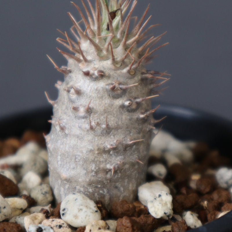 P.グラキリス（実生）576 ※未発根株 – TaiShoDo ONLINE SHOP