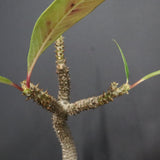 P.バロニー EC1286