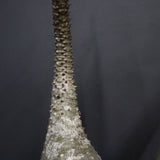 P.バロニー EC1286