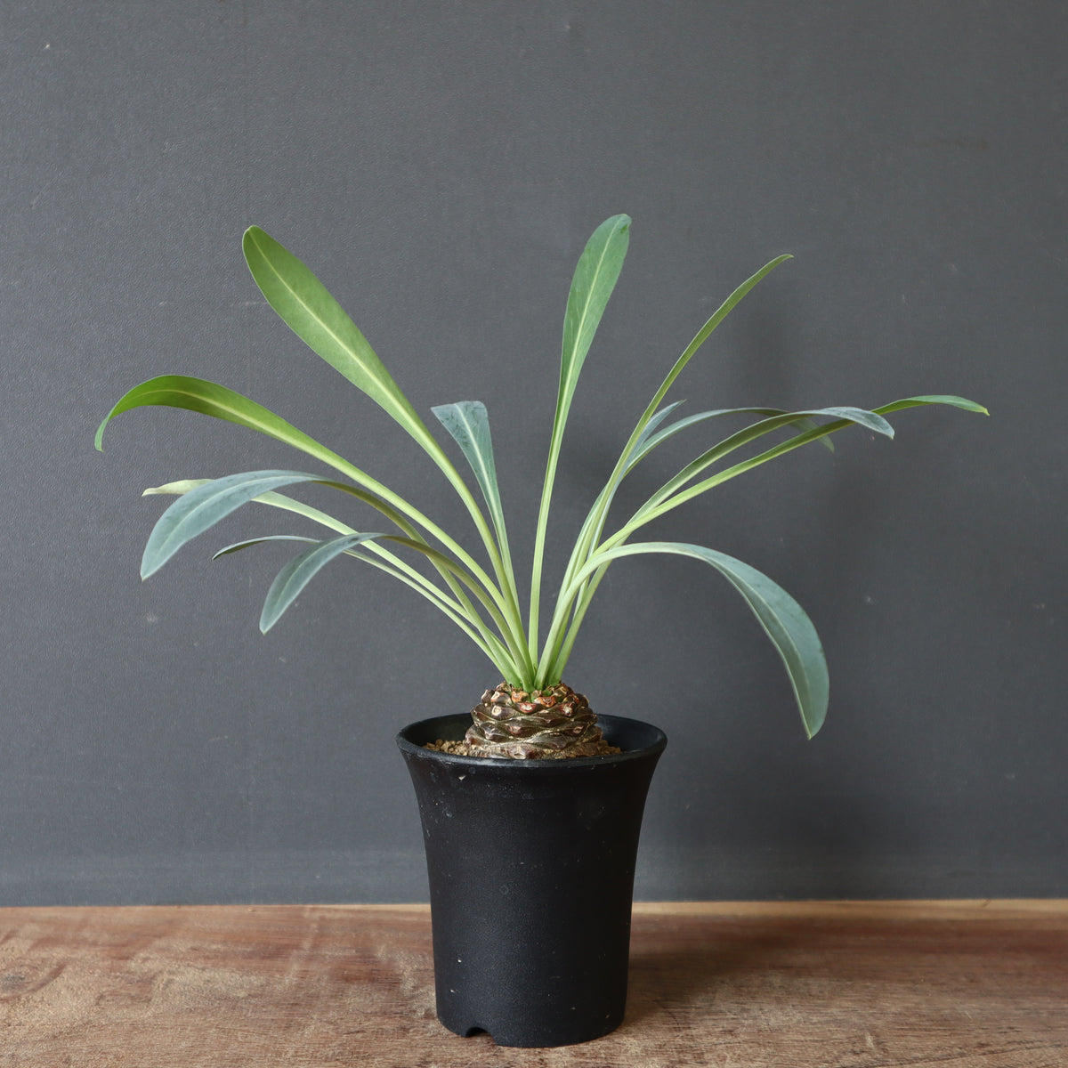 ユーフォルビア – 2ページ目 – TaiShoDo ONLINE SHOP