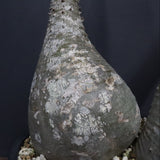 P.バロニー EC1286