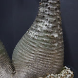 P.バロニー EC1286