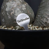 P.バロニー EC1286