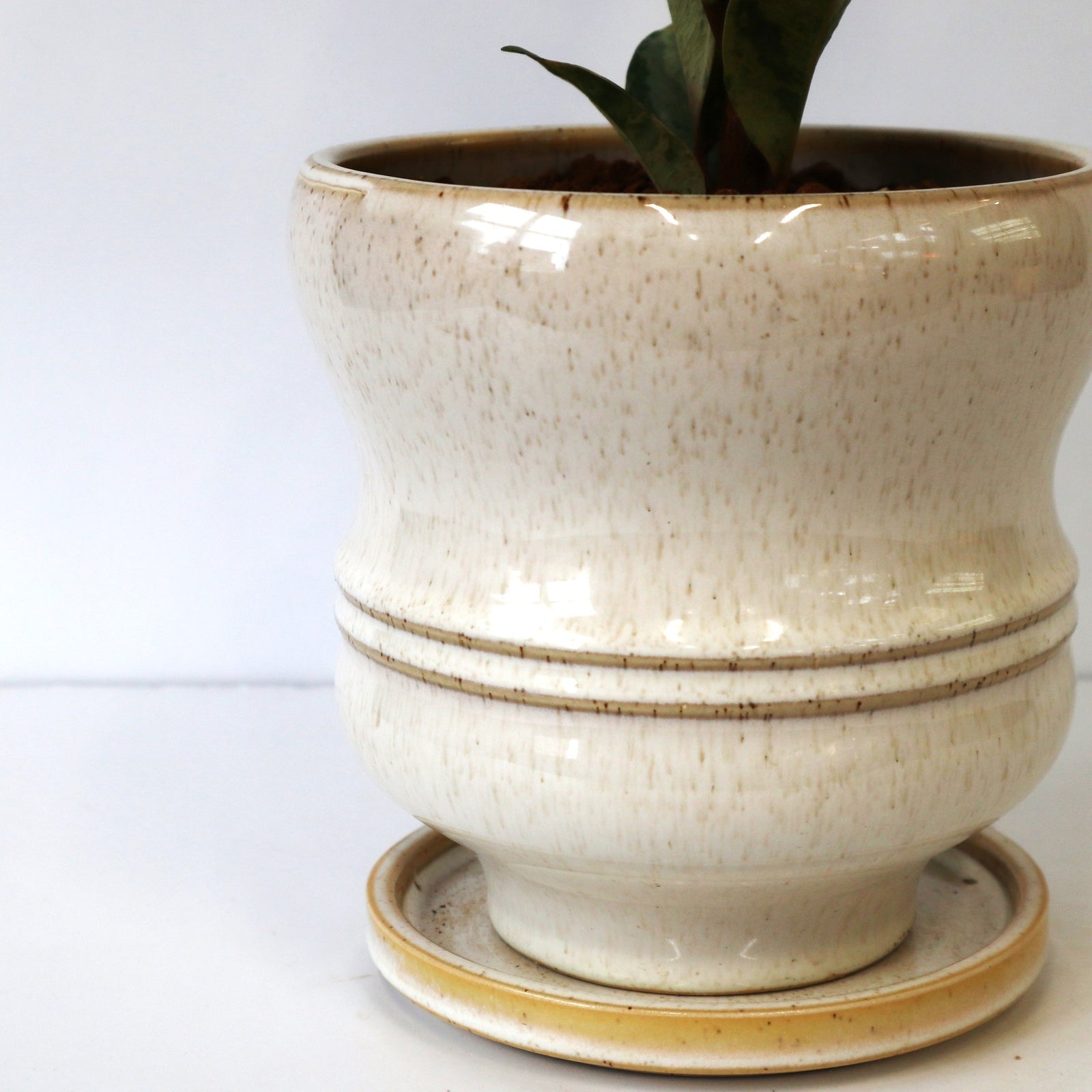 フィカス ジン 1 – TaiShoDo ONLINE SHOP