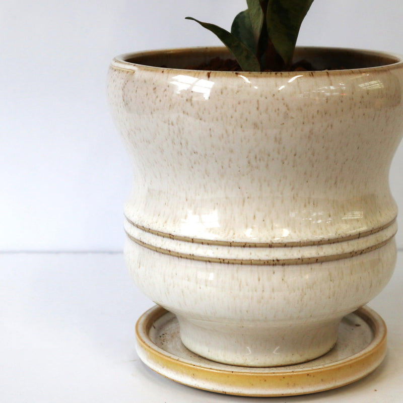 フィカス ジン 1 – TaiShoDo ONLINE SHOP