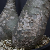 P.バロニー EC1286