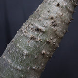 P.バロニー EC1286