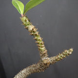 P.バロニー EC1286