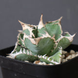 アガベ 白豪刺 23