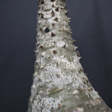 P.バロニー EC1286