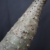 P.バロニー EC1286