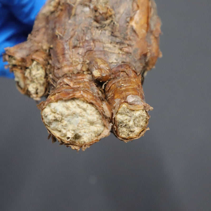 フォークイエリア・ファシクラータ 実生 鉢付 検）パキプス ホリダス  