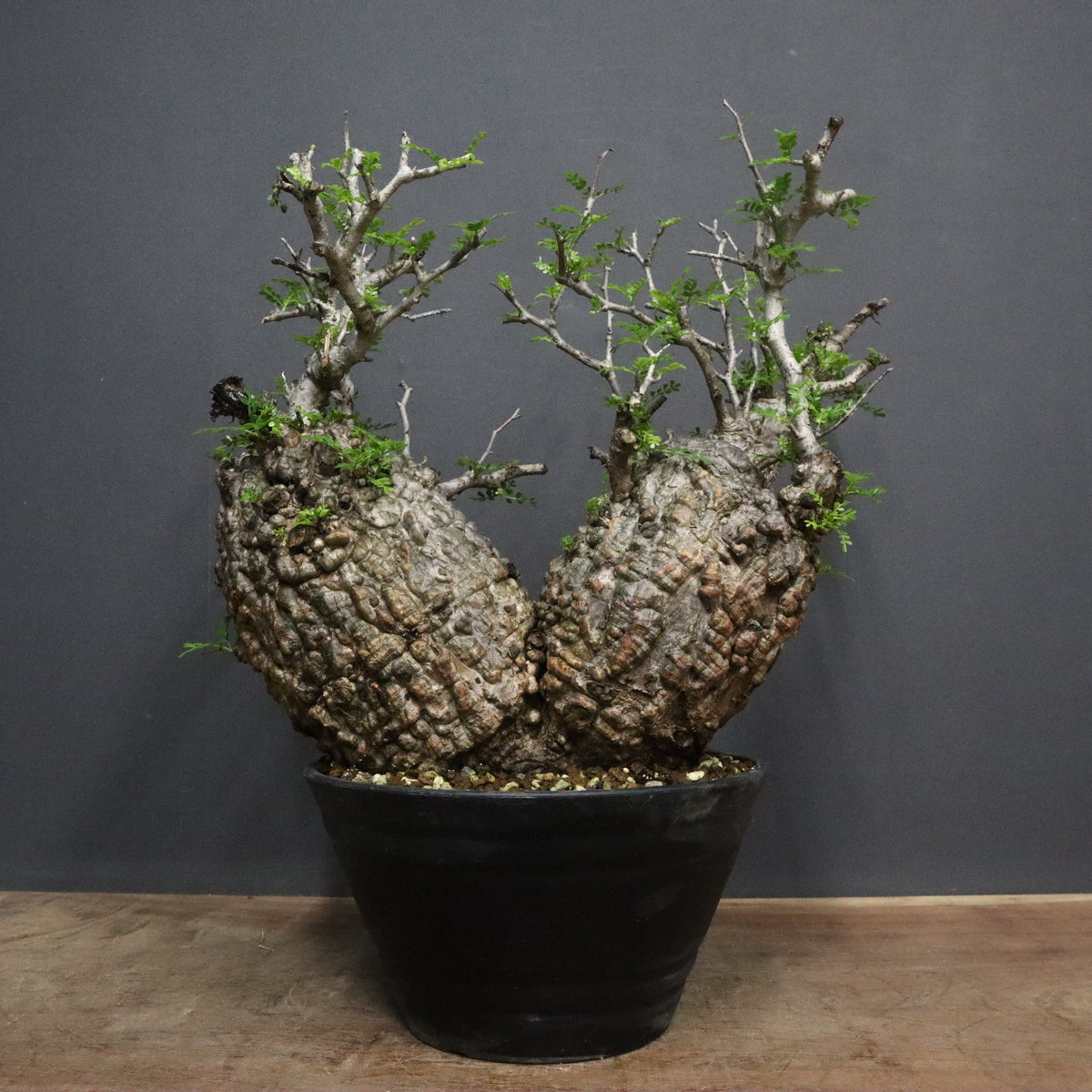 塊根植物 多幹 植物 塊根植物 – TaiShoDo ONLINE SHOP