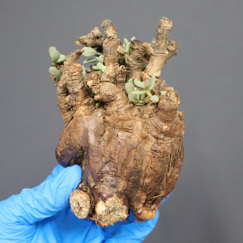 フォークイエリア・ファシクラータ 実生 鉢付 検）パキプス ホリダス  