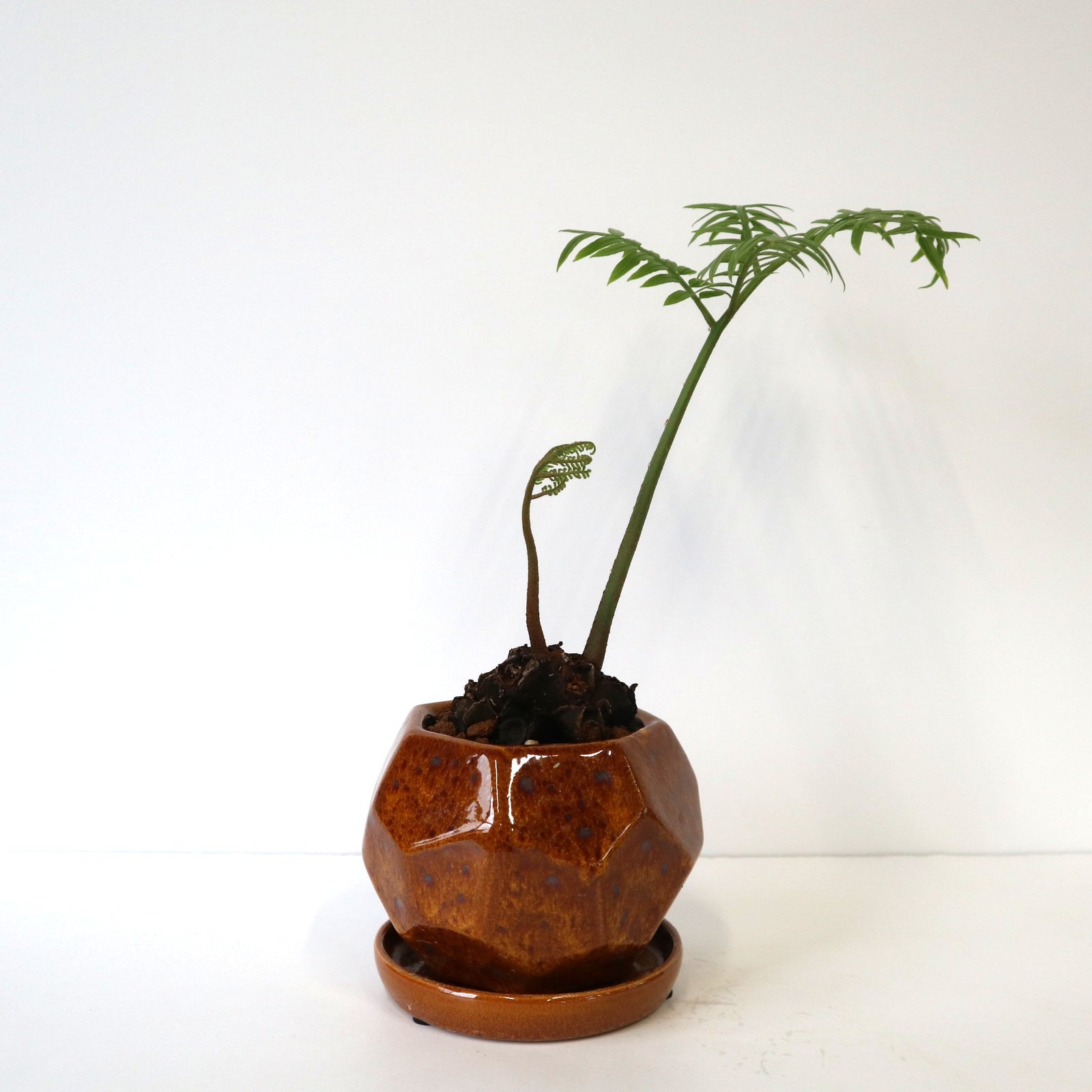 リュウビンタイ 1 – TaiShoDo ONLINE SHOP