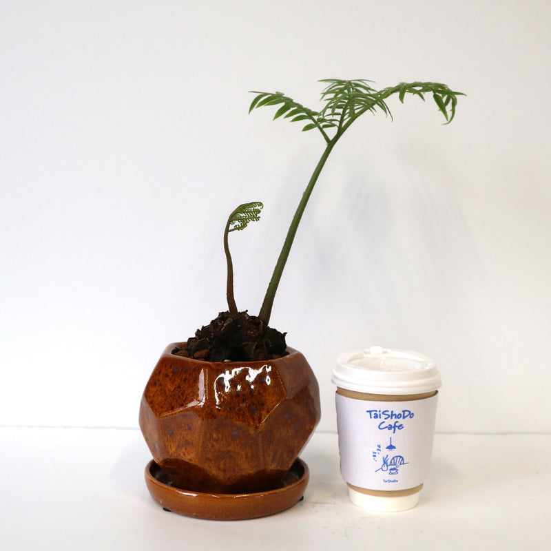 亜熱帯のシダ　リュウビンタイ　奄美大島産　①　大株 リュウビンタイ 1 – TaiShoDo ONLINE SHOP