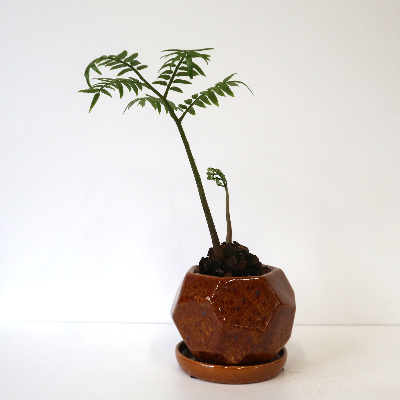 亜熱帯のシダ　リュウビンタイ　奄美大島産　⑤　巨大株 リュウビンタイ 1 – TaiShoDo ONLINE SHOP
