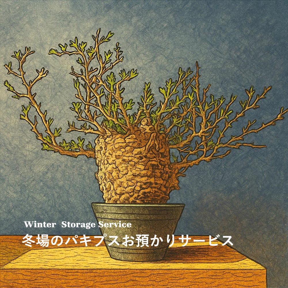 オペルクリカリア・パキプス – TaiShoDo ONLINE SHOP