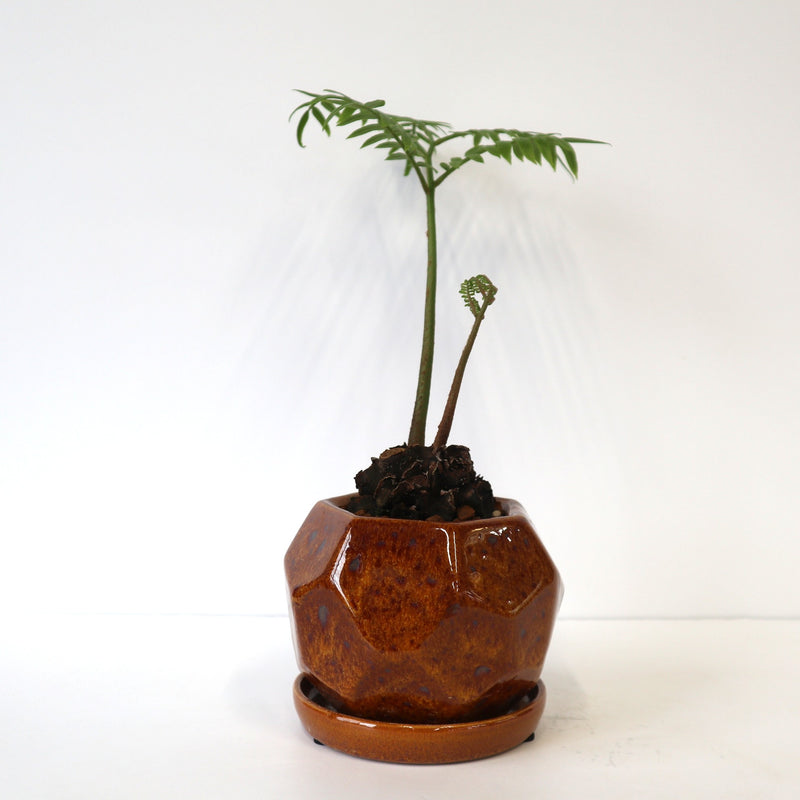 亜熱帯のシダ　リュウビンタイ リュウビンタイ 1 – TaiShoDo ONLINE SHOP