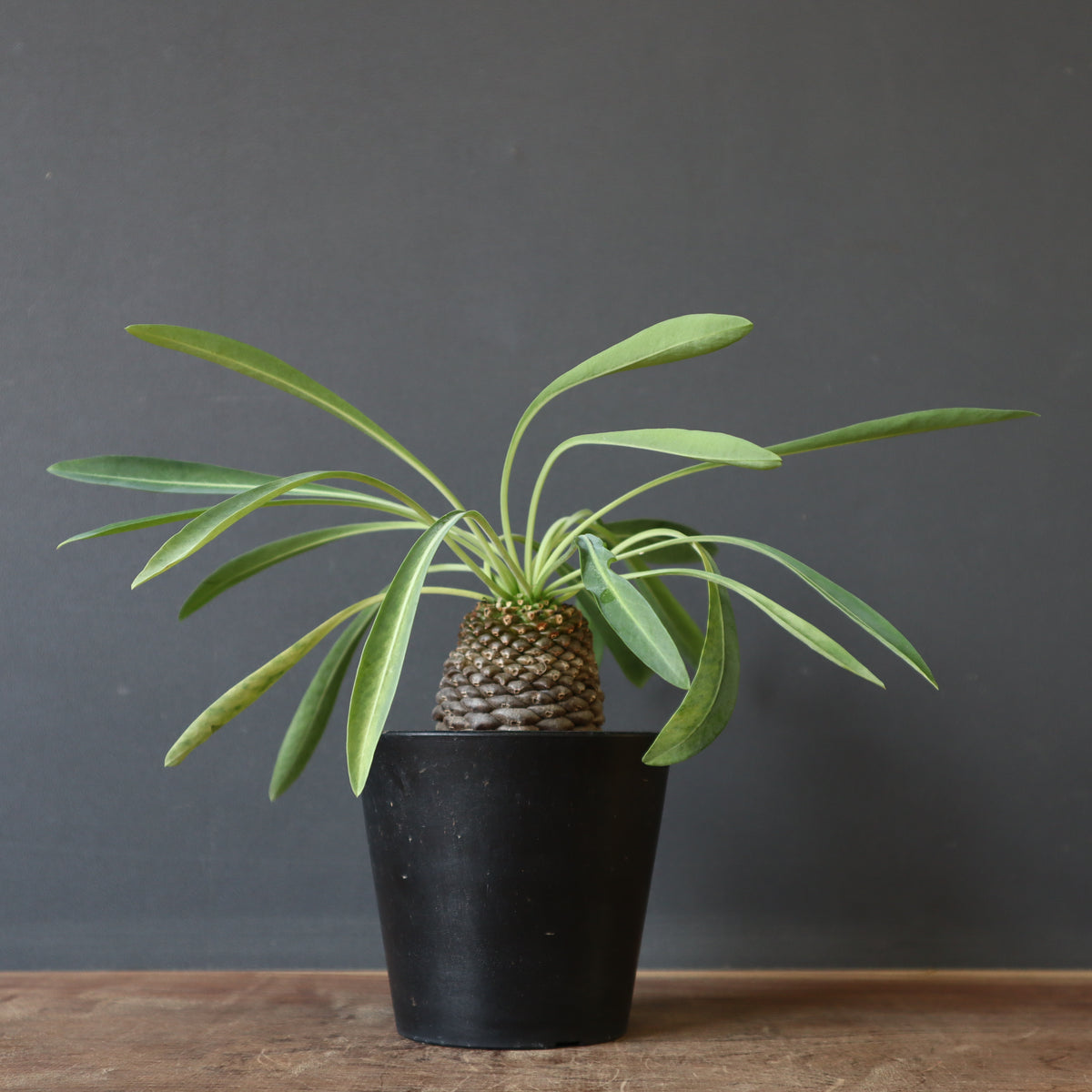 ユーフォルビア – 2ページ目 – TaiShoDo ONLINE SHOP