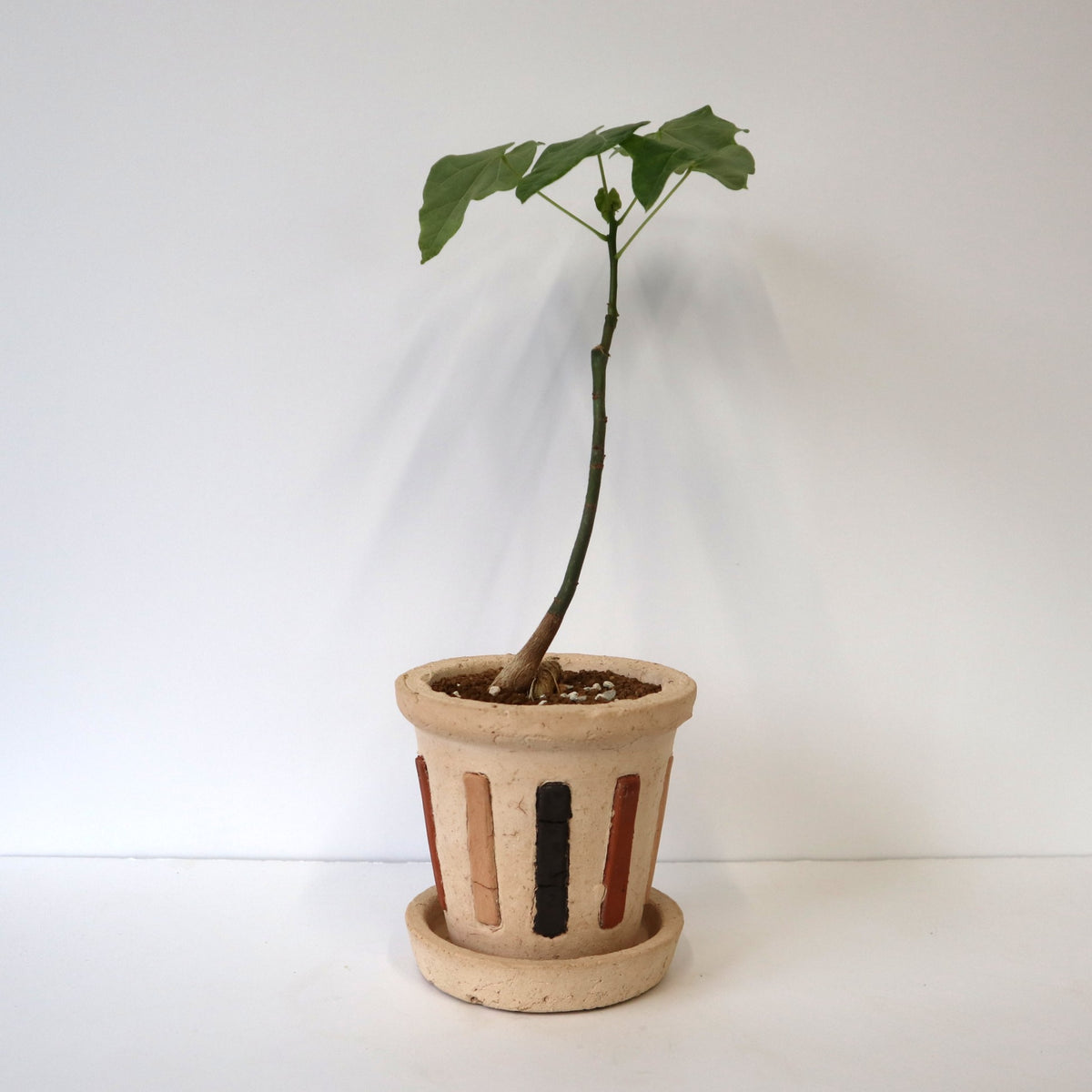 観葉植物 – TaiShoDo ONLINE SHOP