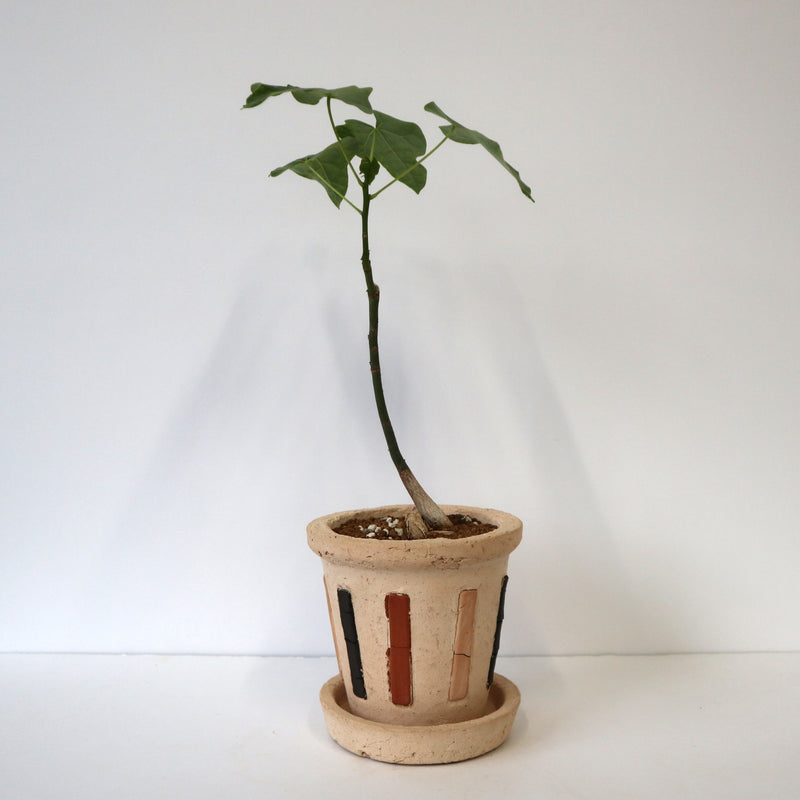 ブラキキトン ボトルツリー 丸葉 1 – TaiShoDo ONLINE SHOP