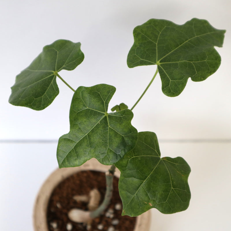 ボトルツリー 観葉植物 ボトルツリーA534 観葉植物専門店