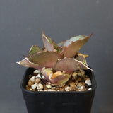 【DRAGON AGAVE】アガベ 貔貅 EC36