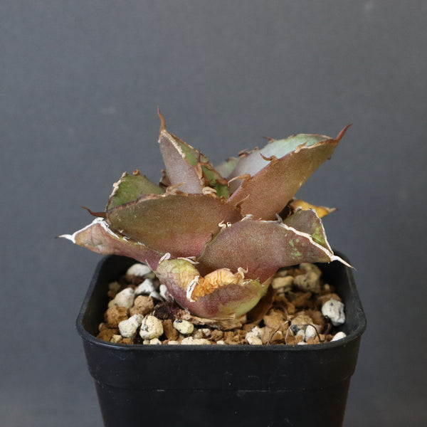 【DRAGON AGAVE】アガベ 貔貅 EC36