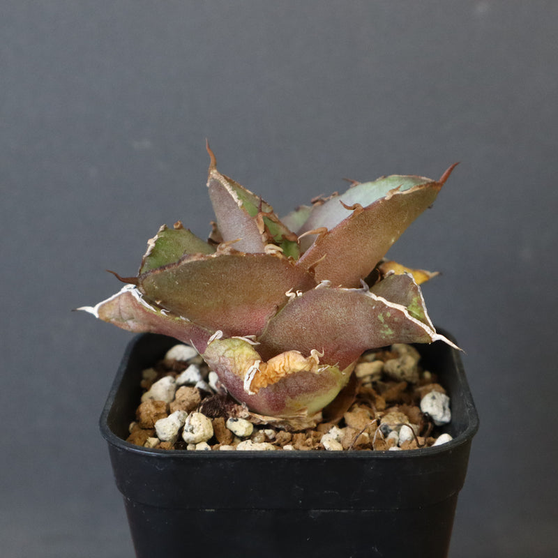 【DRAGON AGAVE】アガベ 貔貅 EC36