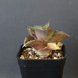 【DRAGON AGAVE】アガベ 貔貅 EC36