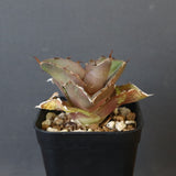 【DRAGON AGAVE】アガベ 貔貅 EC36