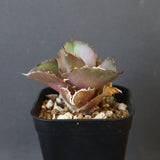 【DRAGON AGAVE】アガベ 貔貅 EC36